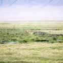 TZA ARU Ngorongoro 2016DEC26 Crater 036 : 2016, 2016 - African Adventures, Africa, Arusha, Crater, Date, December, Eastern, Mandusi Hippo Pool, Month, Ngorongoro, Places, Tanzania, Trips, Year